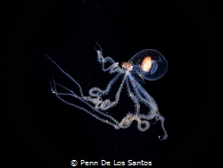 Larval Wonderpus Octopus taken during a Bonfire dive. by Penn De Los Santos 